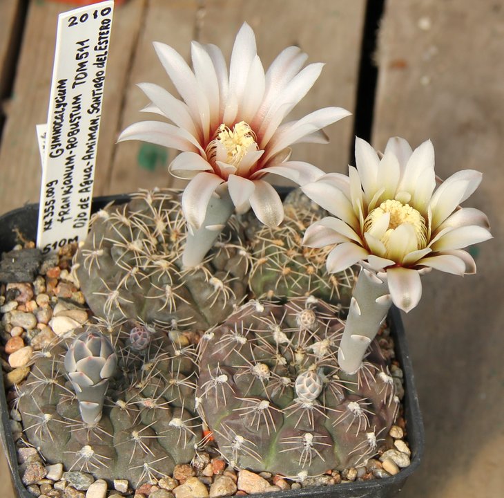 Gymnocalycium frankianum-robustum TOM511 Ojo de Aqua-Amiman, Santiago del Estero  KK355.009