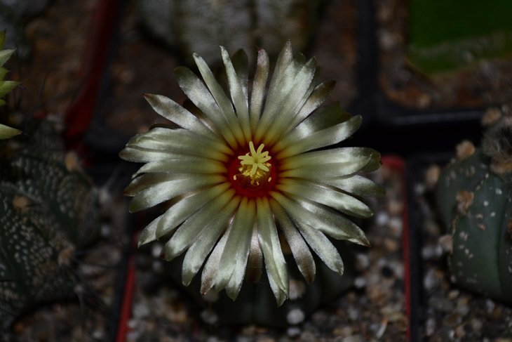 A. cv. Ooibo.jpg