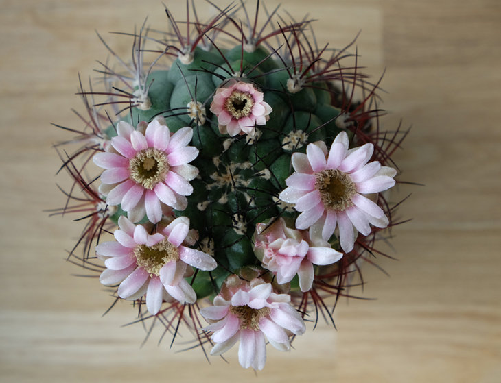 gymnocalycium saglionis 2.jpg