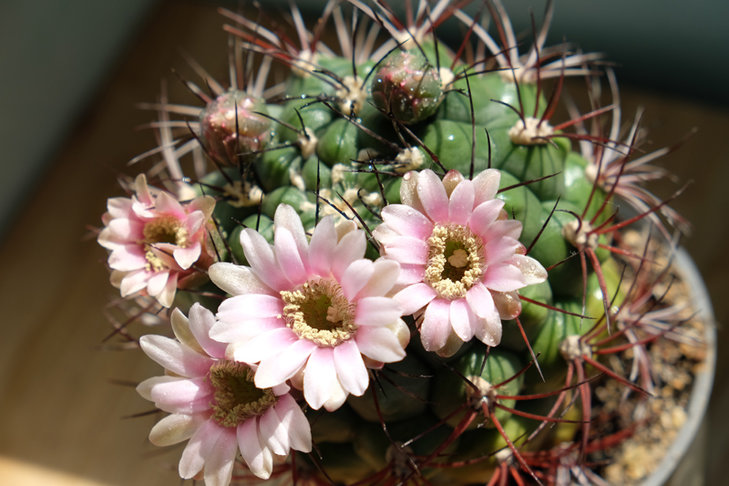 gymnocalycium saglionis.jpg