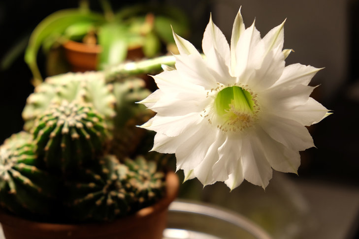 Echinopsis hybr.jpg