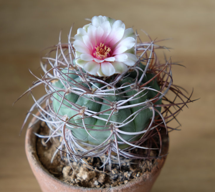 Gymnocalycium cardenasianum.jpg