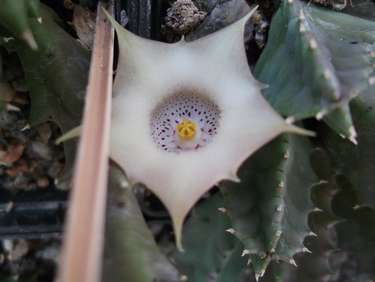 DSCF4694.JPG