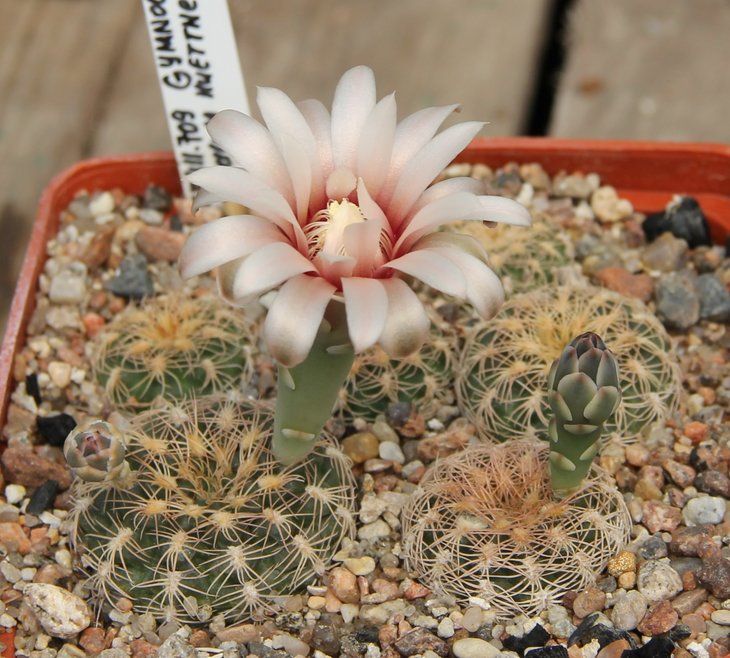 Gymnocalycium parvulum huettneri VG541