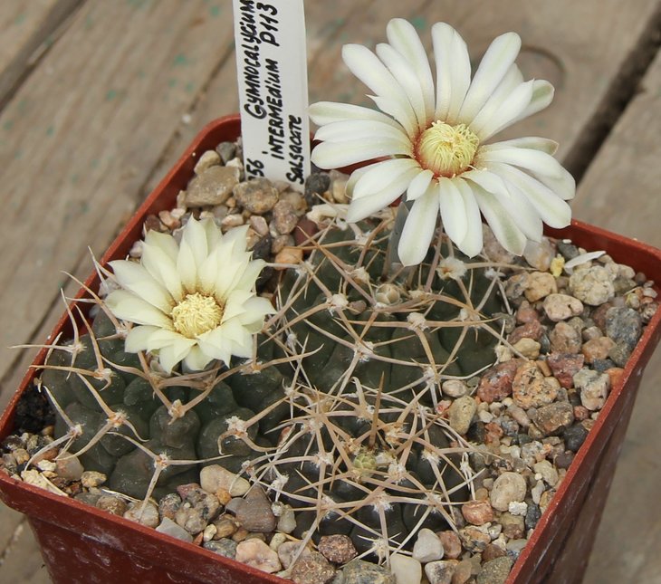 Gymnocalycium intermedium P113