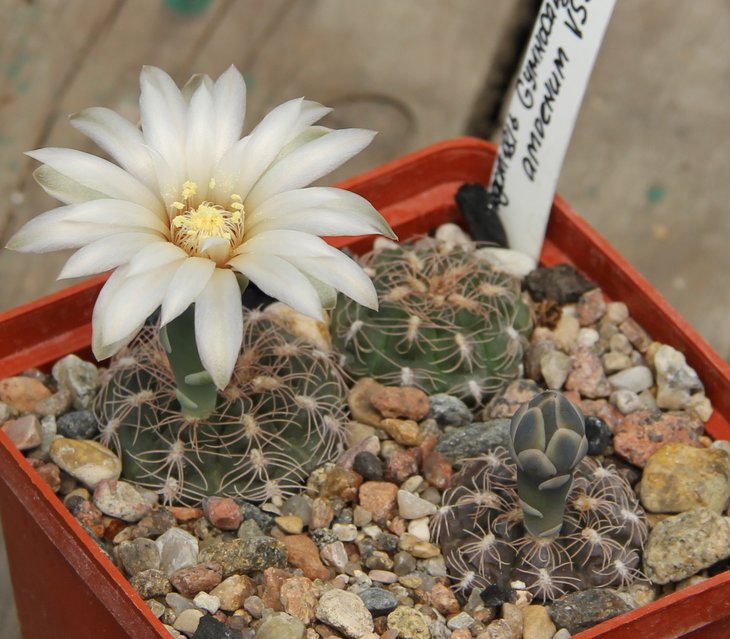 Gymnocalycium parvulum amoenum VS913