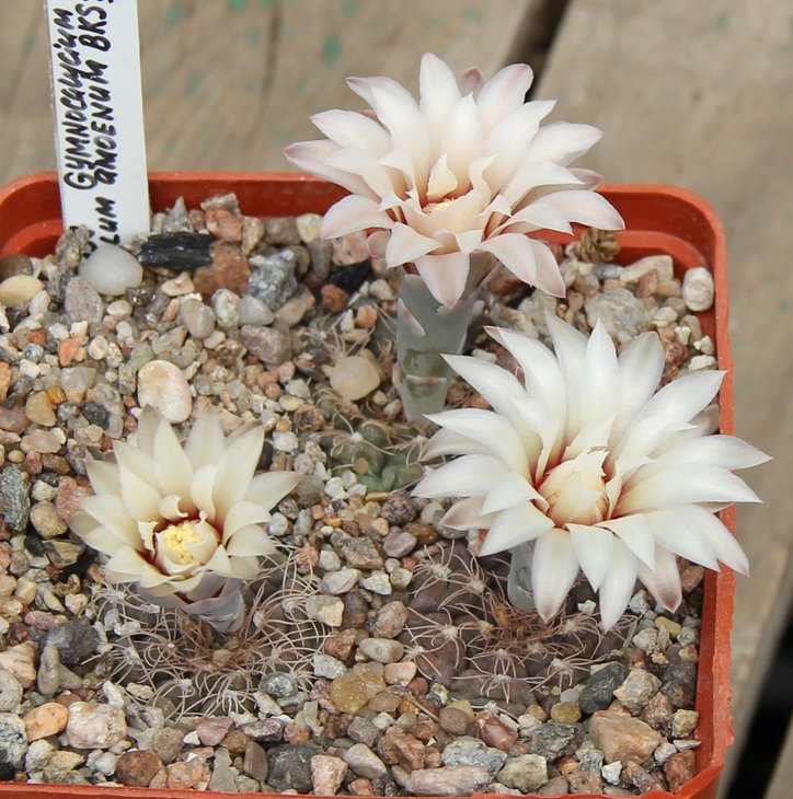 Gymnocalycium parvulum amoenum BKS170 Pocho  PILTZ3558