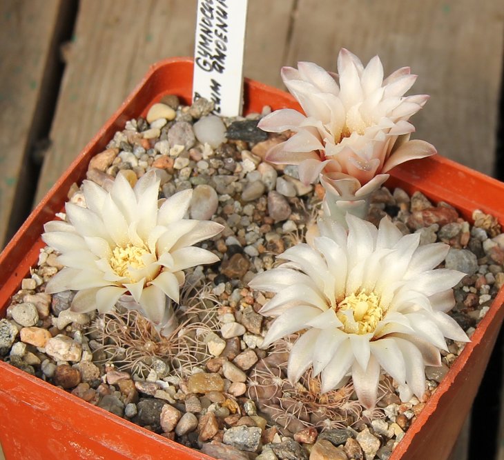 Gymnocalycium parvulum amoenum BKS170 Pocho  PILTZ3558
