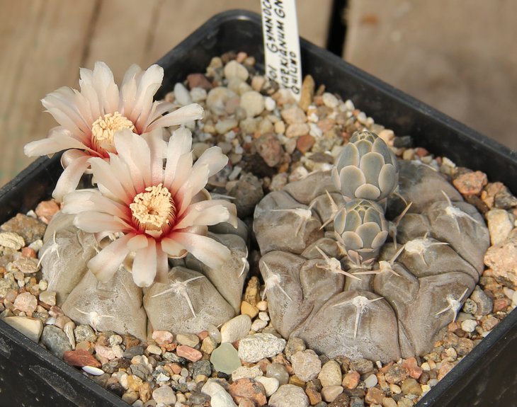 Gymnocalycium prohazkianum GN747.4026.4027