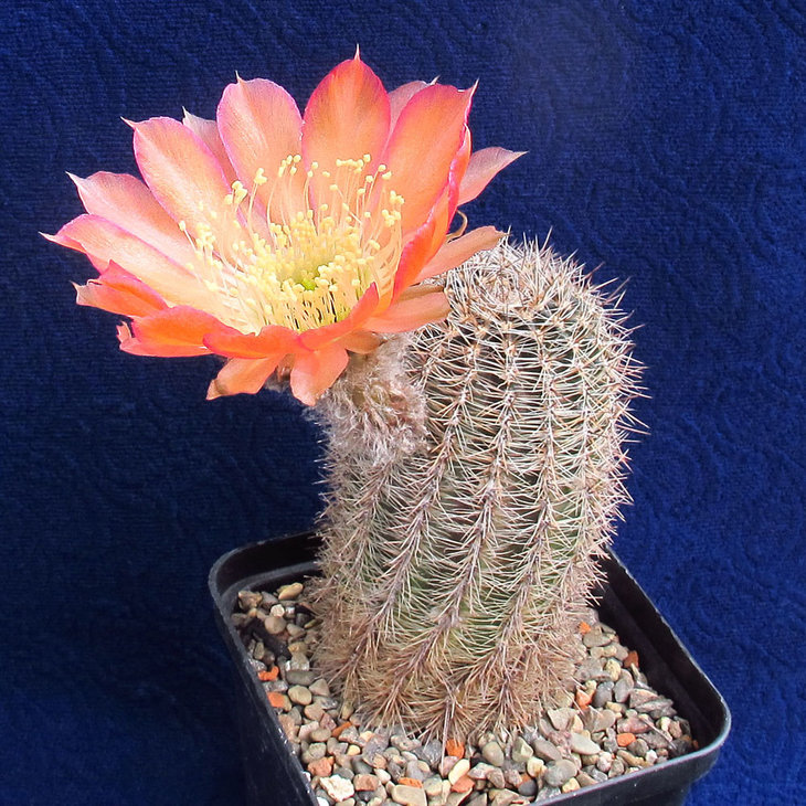Lobivia famatimensis v.densispina