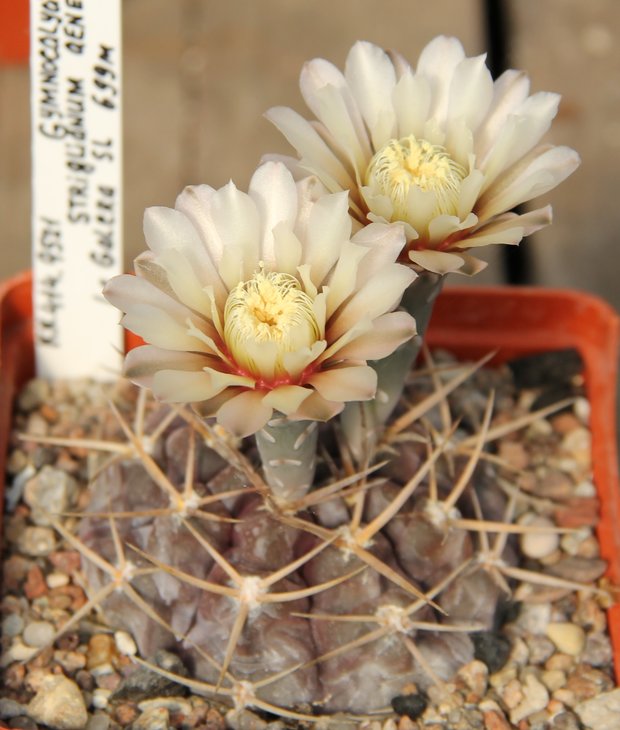 Gymnocalucium striglianum aeneum  VG408 La Galera S.L.  kk414.9521