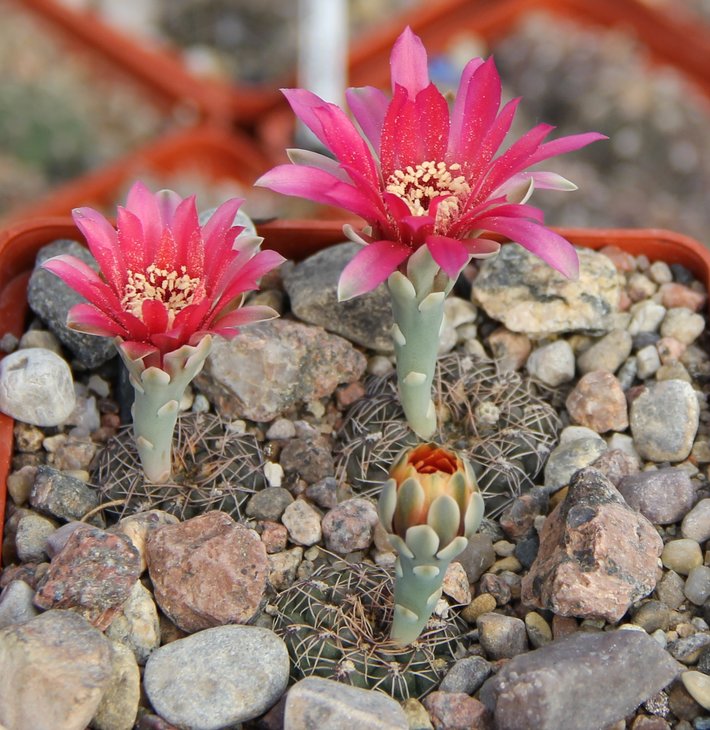 Gymnocalycium  baldianum JPR95-179550 El Alto 11ооm