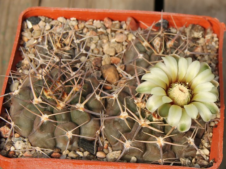Gymnocalycium prohazkianum var. VG061