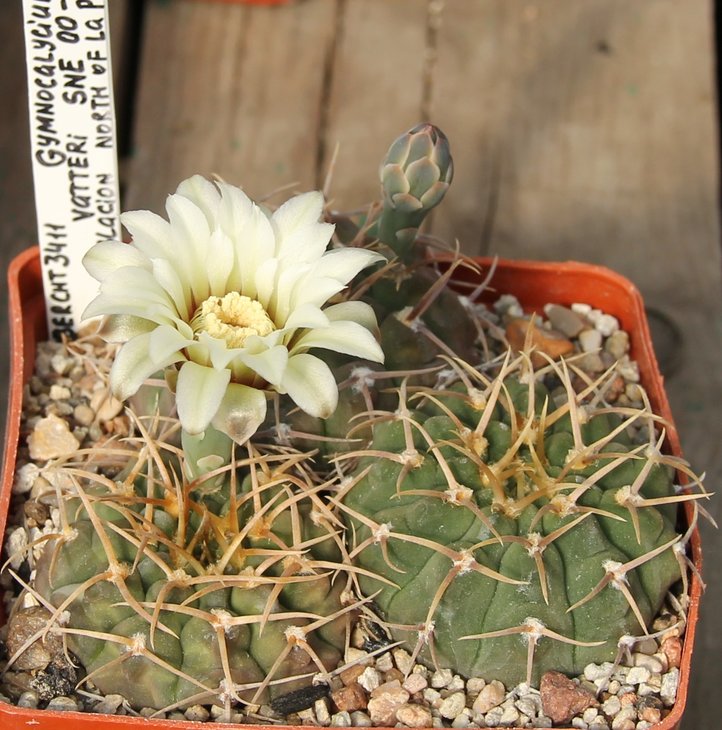 Gymnocalycium vatteri SNE00-090 La Poblacion north of La Paz  Bercht 3411