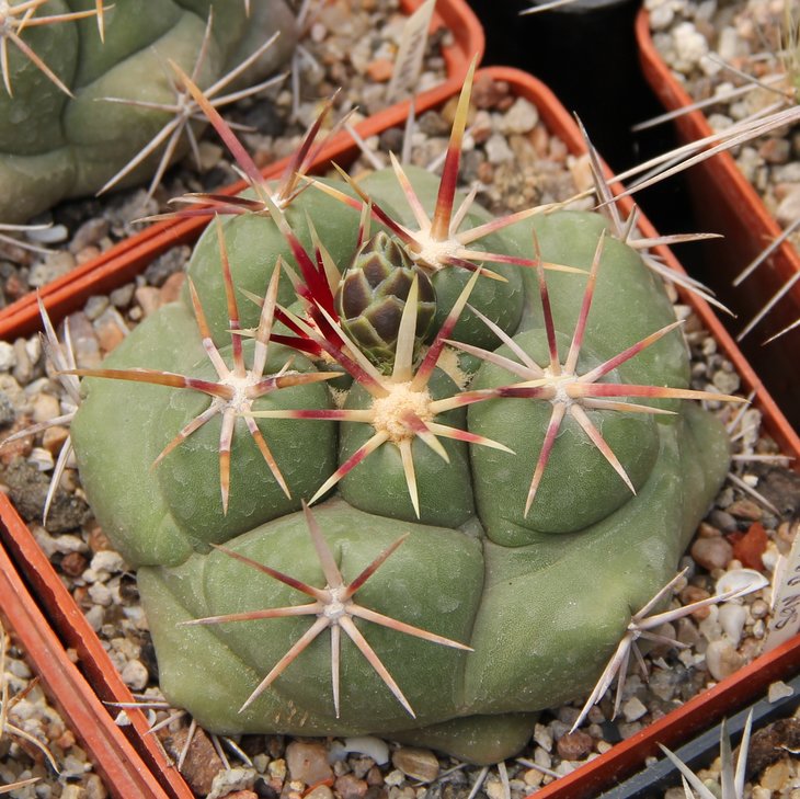 Thelocactus heterochromus San Rafael