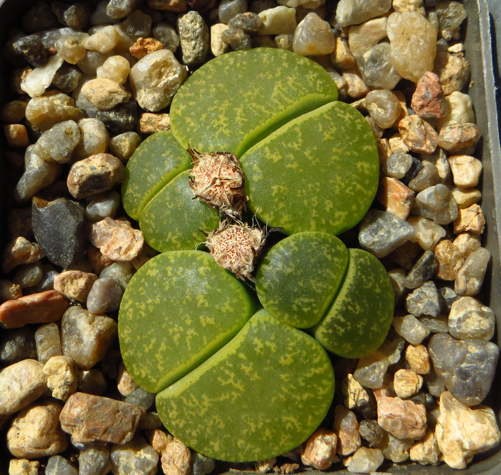 lesliei v. lesliei 'Albinica'C036A