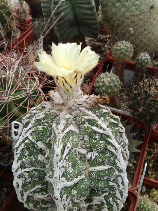 A. myr. Red Hakuyjo Fukuryu