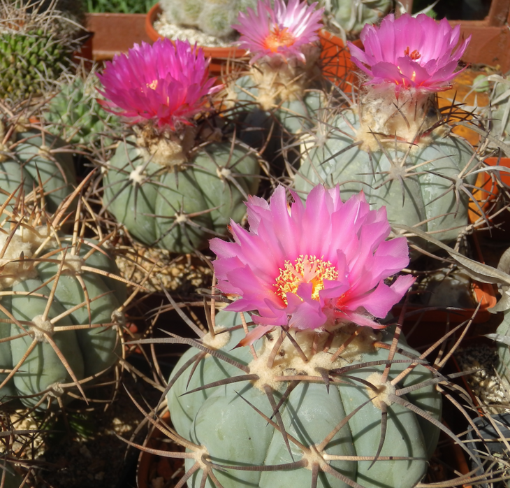 echinocactus horizonthalonius