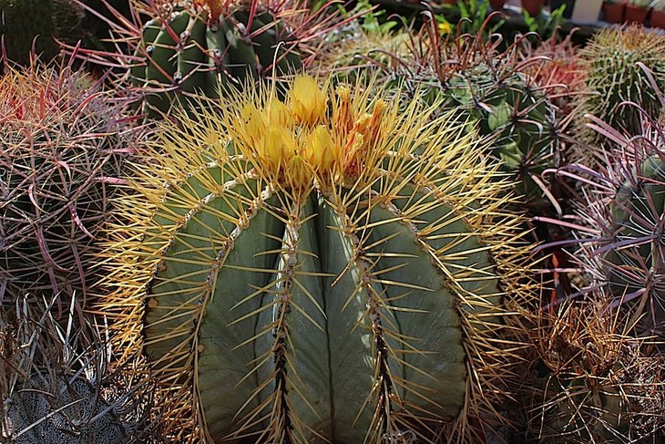 ferocactus glaucescens