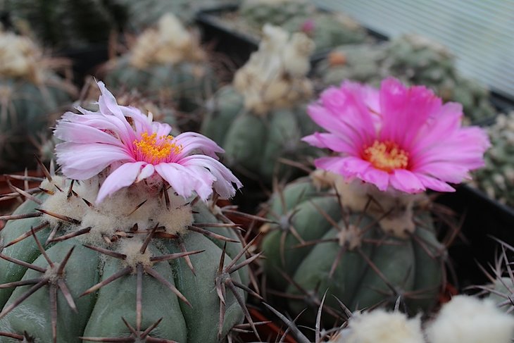 echinocactus horizonthalonius