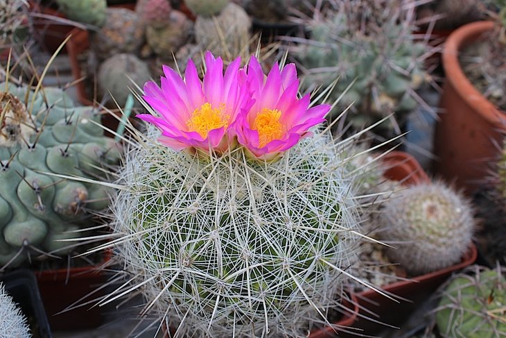 thelocactus macdowellii