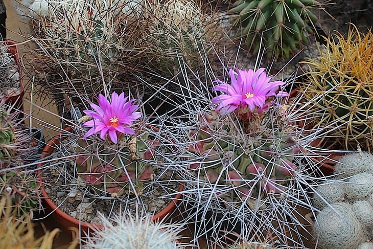 thelocactus rinconensis freudenbergii Grutas Garcia