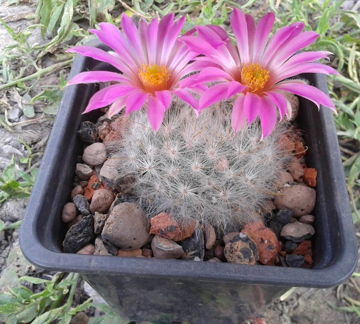 Mammillaria guelzowiana P302. Piltz