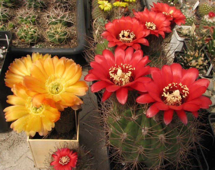 grandiflora