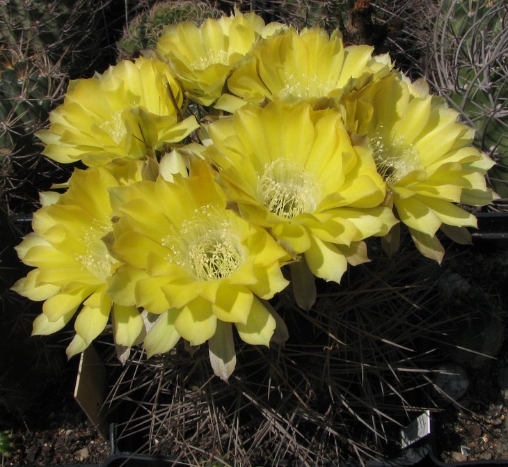 lateretia cotaqaitensis R60