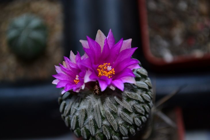 Pelecyphora aselliformis.jpg