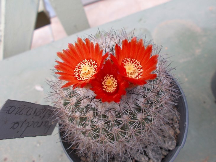 Parodia uligiana.jpg