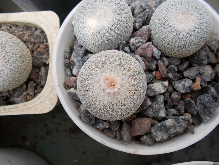 Epithelantha pachyrhiza MG 368 7.JPG