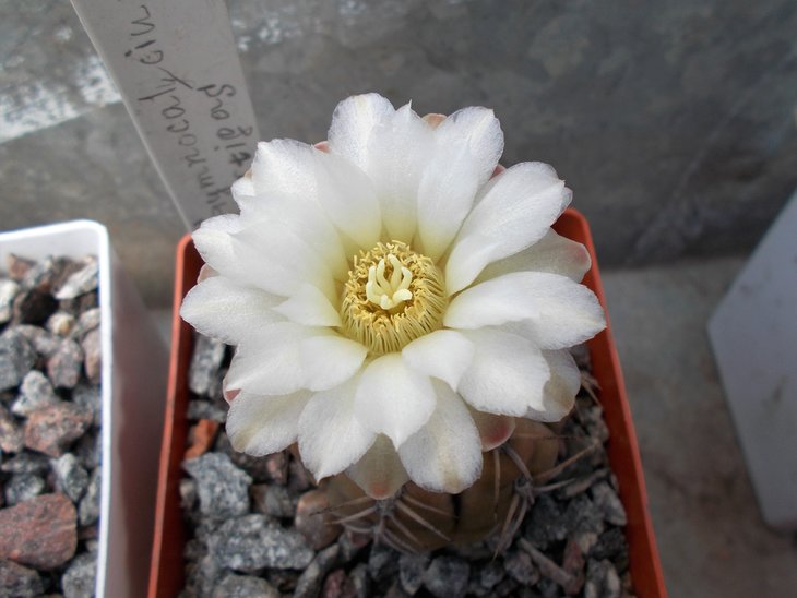 Gymnocalycium artigas.jpg