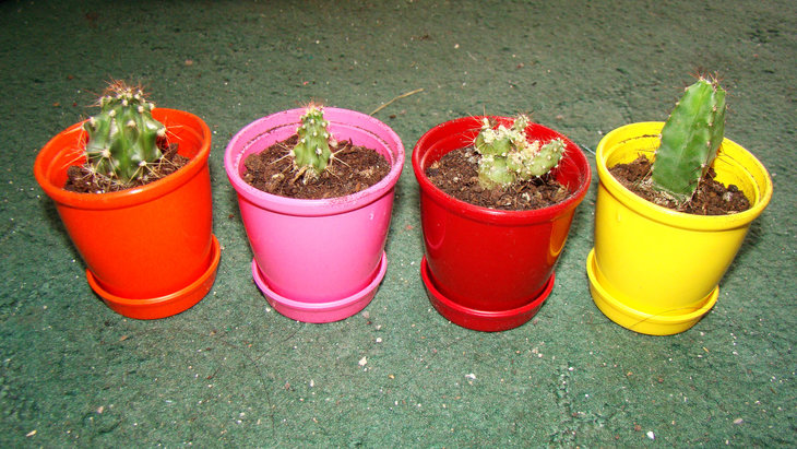 Cactus.JPG