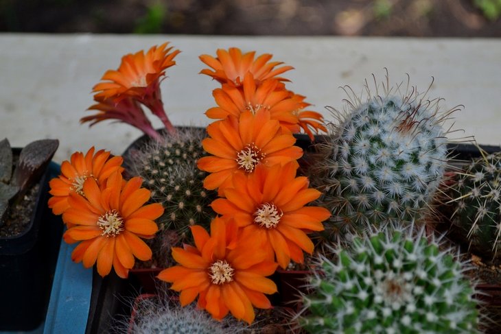 Rebutia flavistyla ....jpg