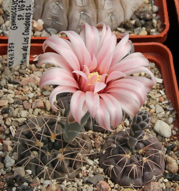 Gymnocalycium sp.VG711 Mina de Los Condores S.L.  KK411.757