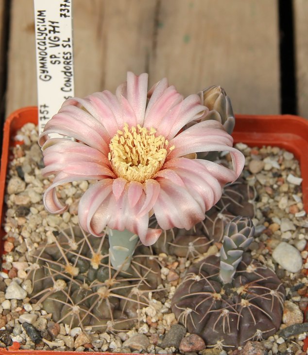 Gymnocalycium sp.VG711 Mina de Los Condores S.L.  KK411.757