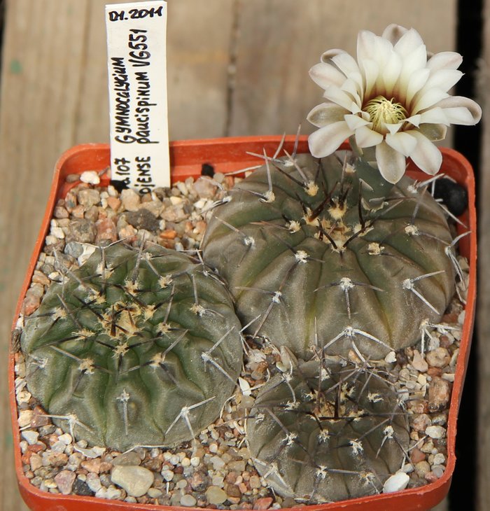 Gymnocalycium riojense paucispinum VG551
