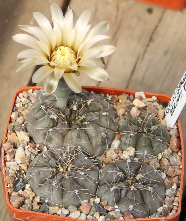 Gymnocalycium berchtii VG256  KK332.62