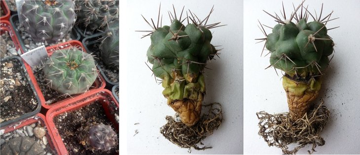 Gymn.vatteri v.altautinense