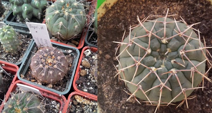 Gymnocal.riojense LB 0433