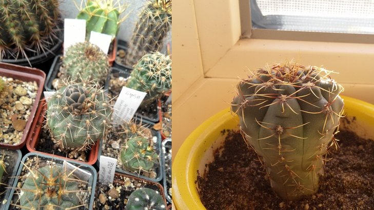 Gymn.ochoterenae v. herbsthoferianum - GN 100-252, bei Lujan, San Luis