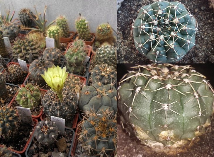 Gymn.shroederianum v.paucispinum H.Amerhauser