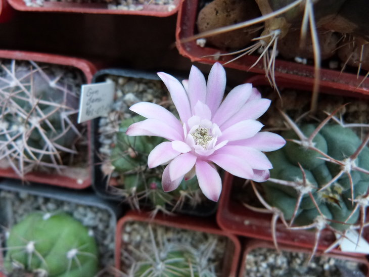 Gymnocalycium damsii