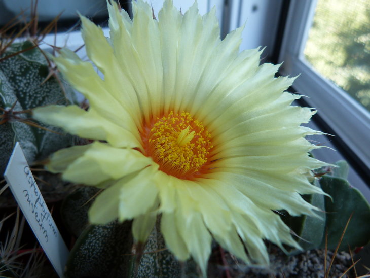 Astrophytum crassispinoides