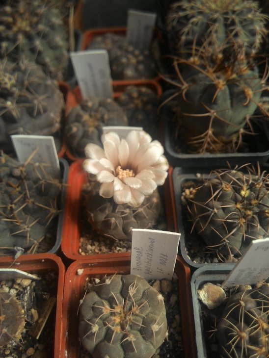 Gymnocalycium prochazkianum GN 0947-4024