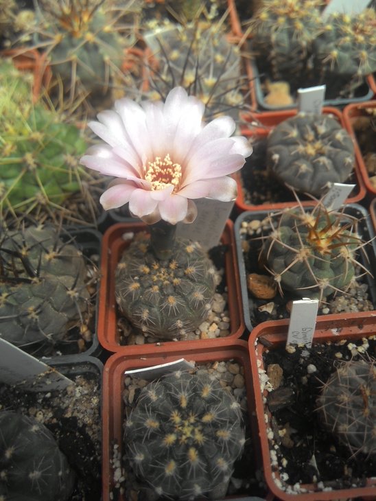 Gymnocalycium nataliae MM 0738