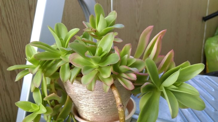 Моя Crassula Campfire