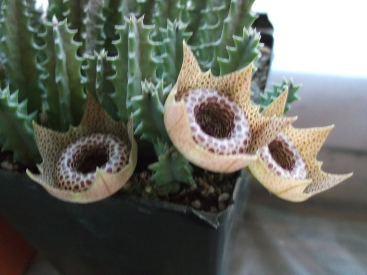 DSCF4706.JPG