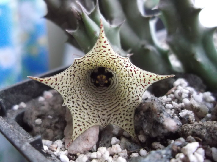 DSCF4708.JPG